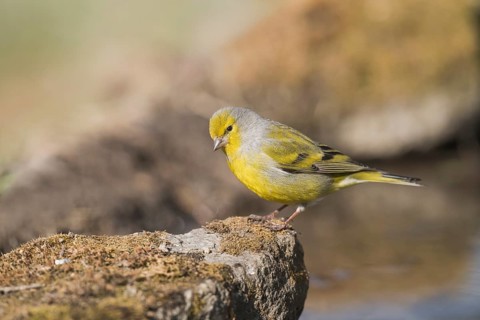 Citril Finch (Carduelis citrinella) male perched on a rock, Aosta Valley, Italy