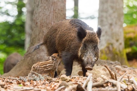 Wild boar (Sus scrofa) mother with her piglets (Squeaker) in a forest, Bavaria, Germany