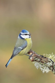 Blue tit (Parus caeruleus), sitting on a branch overgrown with reindeer lichen (Cladonia