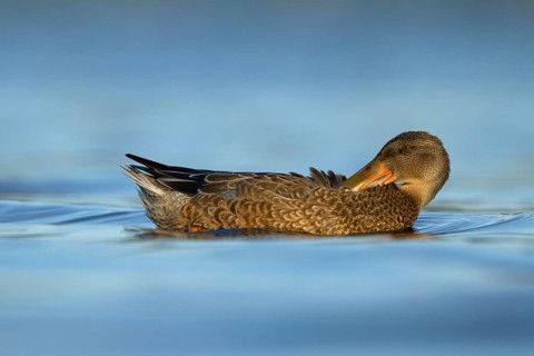 Northern Shoveler (Spatula clypeata) female, Utrecht, Netherlands