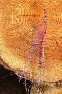 Red resin from tree Tree resin runs over annual rings on cut surface of freshly felled tree,