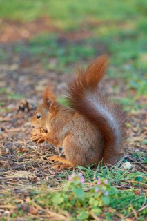 Red Squirrel (Sciurus vulgaris), in park at spring