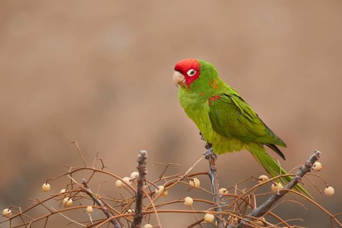 Red-masked Parakeet (Psittacara erythrogenys), Spain