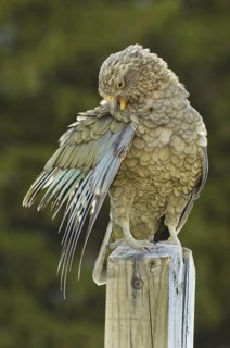 Kea (Nestor notabilis), New Zealand