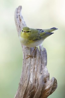 Wood Warbler (Phylloscopus sibilatrix) singing, Gwynedd, United Kingdom