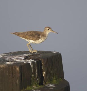 Spotted Sandpiper (Actitis macularius), New Jersey, USA