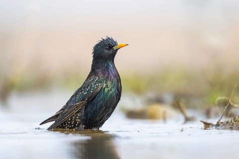 Common Starling (Sturnus vulgaris) bathing, North Rhine-Westphalia, Germany