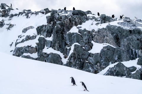 Chinstrap penguins (Pygoscelis antarctica), two animals walking over snow, in the background colony