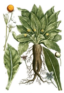 Botany, plants, a. Mandragora foemina, b, Mandragora mas mandraune, c. mandragora flore subcoerules