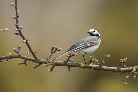 White Wagtail (Motacilla alba) perched on a branch, North Rhine-Westphalia, Germany
