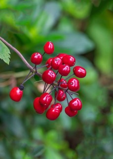 Red-fruited St Christopher's wort (Actaea rythrocarpa), fruit stand, North Rhine-Westphalia,