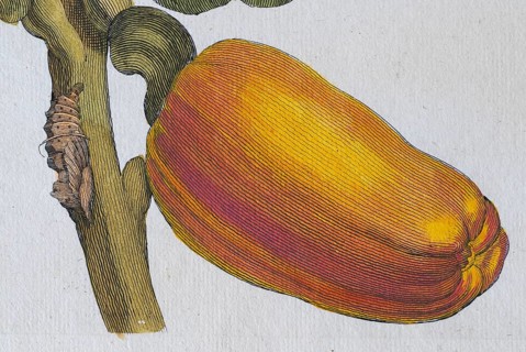 Detail, hand-colored copper engraving Caschou or cashew by Maria Sibylla Merian from Metamorphosis