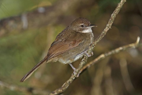 Terrestrial Bulbul, Phyllastrephus terrestris