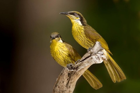 Varied Honeyeater (Gavicalis versicolor) pair, Queensland, Australia