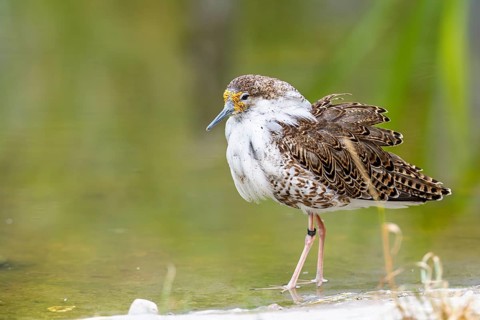 A male ruff (Calidris pugnax) searching for food in shallow water. Northern Poland