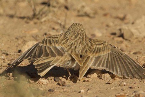 Greater Short-toed Lark (Calandrella brachydactyla), Morocco
