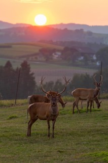 A herd of Altai maral, Altai wapiti or Altai elk (Cervus canadensis sibiricus) stand on a meadow in