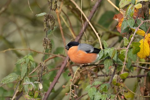 Eurasian or Common bullfinch (Pyrrhula pyrrhula) adult male garden bird in a hedgerow in winter,