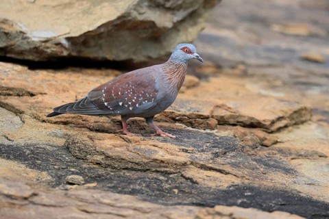 Guinea Pigeon (Columba guinea), Streak-necked Pigeon, adult, on the ground, foraging, Mountain