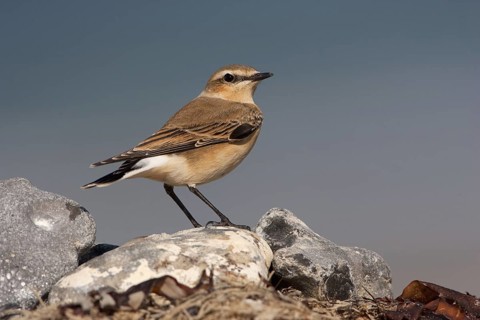 Northern Wheatear (Oenanthe oenanthe) female, Schleswig-Holstein, Germany