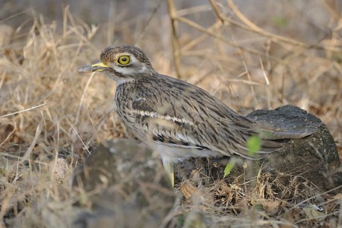 Indian Stone-curlew (Burhinus indicus), India