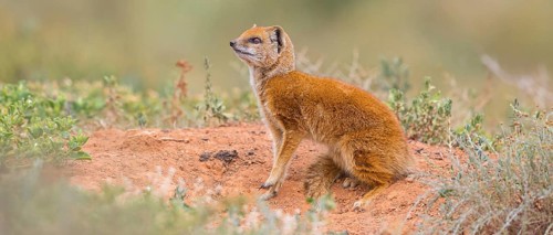 Yellow mongoose (Cynictis penicillata), Addo Elephant National Park, Addo, Western Cape, South