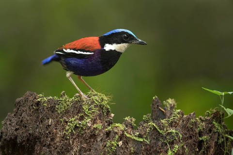 Blue-headed Pitta (Hydrornis baudii) male, Sabah, Malaysia
