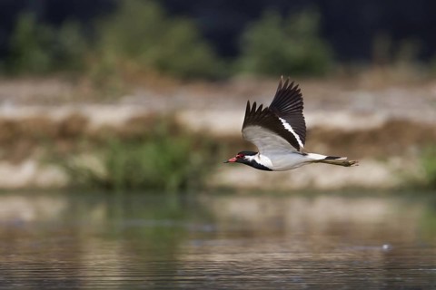 Red-wattled Lapwing (Vanellus indicus) flying, Oman