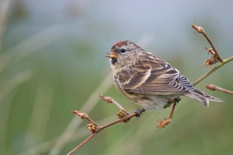 Lesser Redpoll - Alpen-Birkenzeisig - Carduelis cabarett, Germany