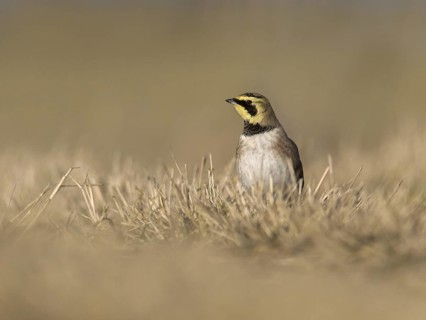 Horned Lark (Eremophila alpestris), Utrecht, Netherlands