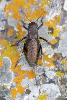 Bradyporus dasypus, animals, insects, beetles, saddle-backed grasshopper, Pleven, Bulgaria
