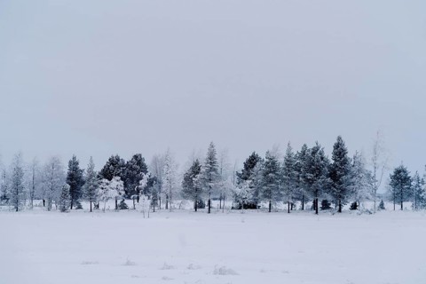 Captivating winter scene in Swedish Lapland, showcasing a serene landscape of snow-blanketed trees