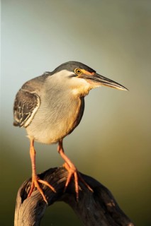 Striated Heron (Butorides striata) hunting, South Africa