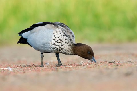 Maned Duck (Chenonetta jubata) male feeding, Victoria, Australia