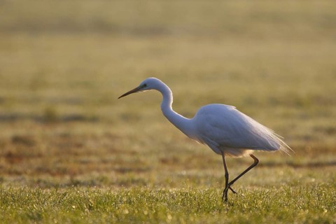 Great Egret (Ardea alba) foraging, North Rhine-Westphalia, Germany