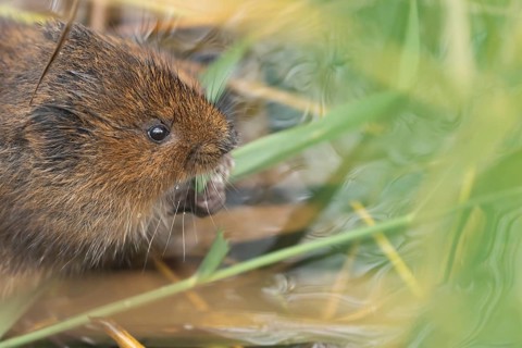 Water vole (Arvicola amphibius) adult rodent animal feeding on a reed leaf on a pond in summer,