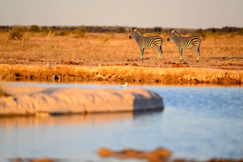 Plains zebra (Equus quagga) at the Nxai Pan waterhole, Nxai Pan National Park, near Gweta, Central