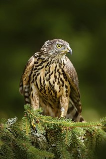 Goshawk on the tree. Hawk from Czech Reublic. Wildlife scene from nature. Bird behaviour. Bird of