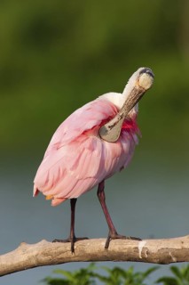 Roseate Spoonbill (Platalea ajaja), Texas, USA