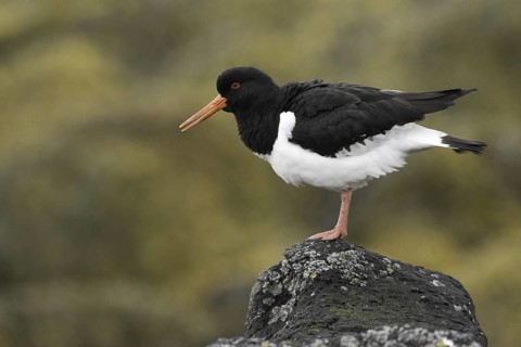 Eurasian Oystercatcher (Haematopus ostralegus), Iceland