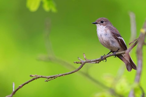 Animals, birds, songbirds, pied flycatcher, (Ficedula hypoleuca), biotope, habitat, perch,
