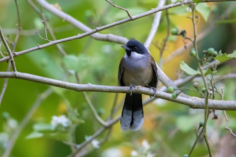 White-cheeked Laughingthrush (Garrulax vassali) perched on a branch, Da Lat, Vietnam
