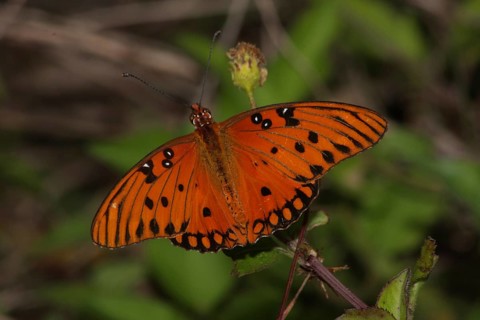 Gulf Fritillary (Gulf fritillary), Merritt Island, Florida, USA