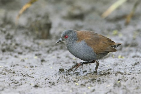 Spotless Crake (Porzana tabuensis), Victoria, Australia