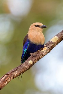 Blue-bellied roller (Coracias cyanogaster), Roller family, Marakissa Area, Marakissa, South Bank,