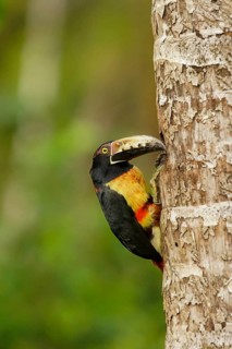 Collared Aracari (Pteroglossus torquatus), Costa Rica