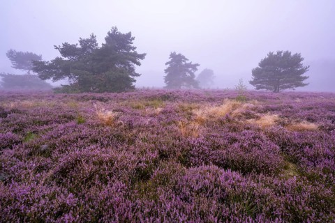 Flowering heather (Calluna vulgaris) with pine trees on a foggy morning in the Ahlhorner Heide,