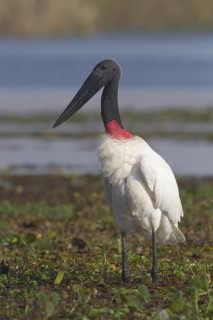 Jabiru (Jabiru mycteria) foraging, Corrientes, Argentina
