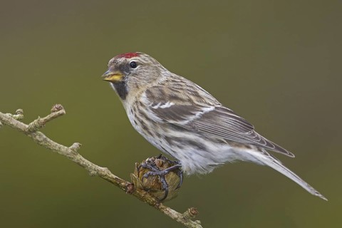 Lesser Redpoll (Acanthis cabaret), Wales, United Kingdom