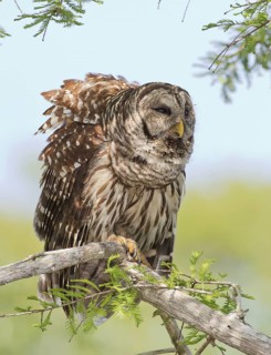Barred Owl (Strix varia), Florida, USA